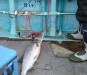 9/15日に浦幌町厚内漁港から大津沖に鮭釣り に行った時の写真です。 　船に弱い私は、たいてい撒餌をしながらの釣りに なるのですが、今回は大丈夫でした。
