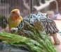 以前から飼っている小桜インコのピーちゃん （おそらくインコのほとんどがピーちゃんと名付けられているのでは） をオト吉のケージに入れてみました・・・。