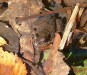 10月中旬に紅葉を見に岩内仙境に行きました。 エゾサンショウウオがいる池があるのですが、そこで落ち葉を どかしていたら半分寝ぼけたようなエゾアカガエルが出てきました。