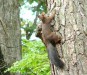 市街地の公園にリスがいるところは珍しいのではないでしょうか・・・。さすが北海道！ 　元気に木々の間を走っていました♪