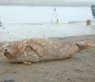大津漁港の防波堤にいたゼニガタアザラシです。最近よく来ているようです。人慣れしていて釣り人が近くにいても逃げようとしません。